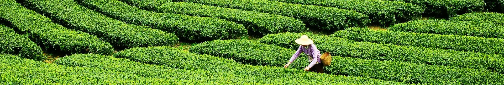 Mengding Tea Garden