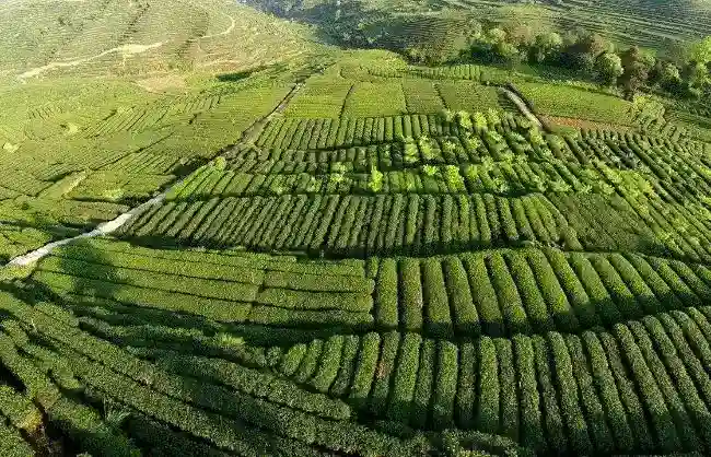Sichuan-Mengding-Tea-Garden - China Xian Tour: Private & Tailor-Made China Tours Sichuan Mengding Tea Garden