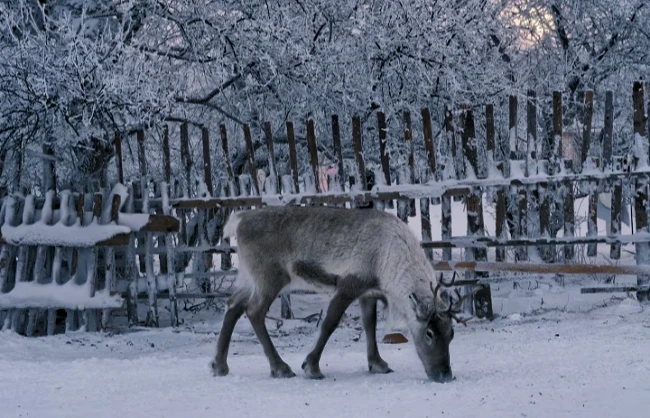 Meet semi-wild reindeer in harbin