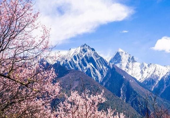 Nyingchi Peach Blossom Festival-min