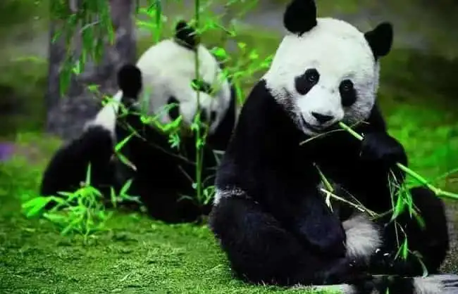 Pandas in China