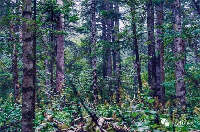  Primitive Forest in Mount Changbai