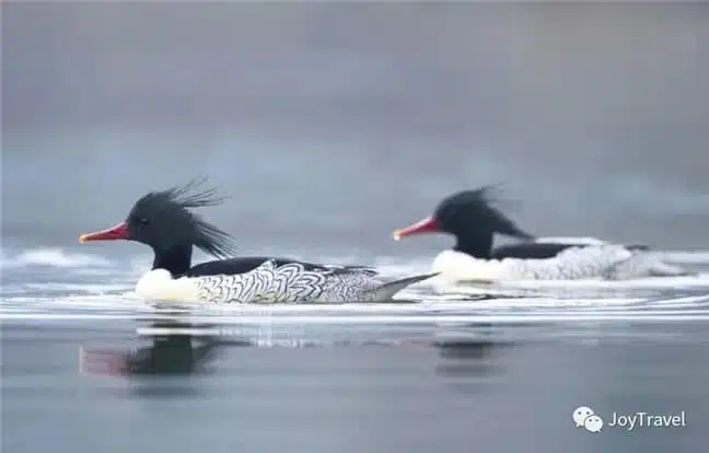 Chinese mergansers