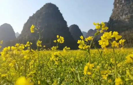 Sea of Rape Flowers in Wanfenglin