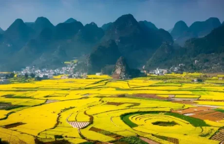 Wanfenglin the Sea of Rape Flowers