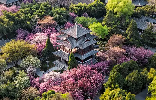 april-aerial-view-of-qinglong-temple-in-xian | China Xian Tour: Private & Tailor-Made China Tours April aerial view of Qinglong Temple in Xi’an