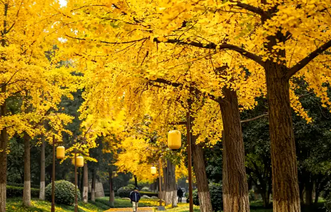 autumn-ginkgo-scenery | China Xian Tour: Private & Tailor-Made China Tours Xi'an autumn ginkgo scenery