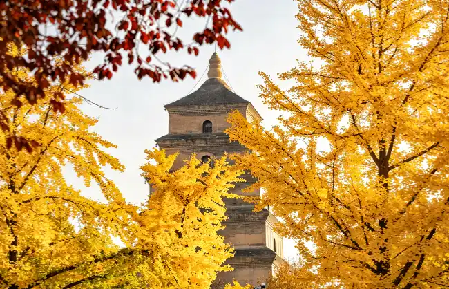 giant-wild-goose-pagoda-in-november | China Xian Tour: Private & Tailor-Made China Tours Giant Wild Goose Pagoda in November