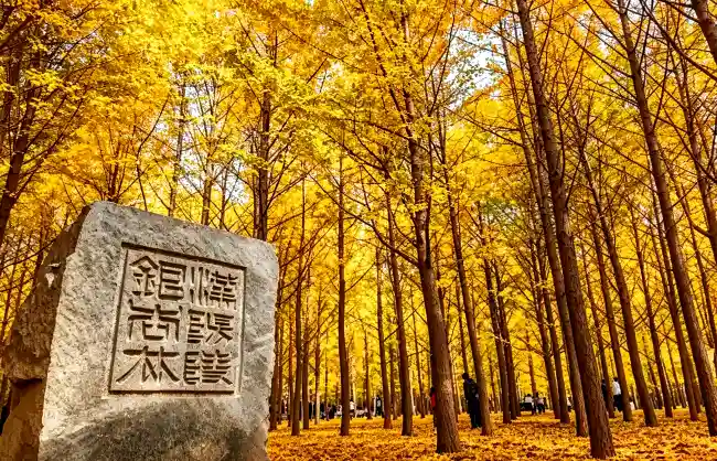hanyangling | China Xian Tour: Private & Tailor-Made China Tours Enjoying Ginkgo Leaves at Han Yangling
