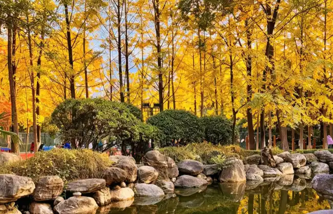 xian-park | China Xian Tour: Private & Tailor-Made China Tours Autumn scenery of Xi'an park