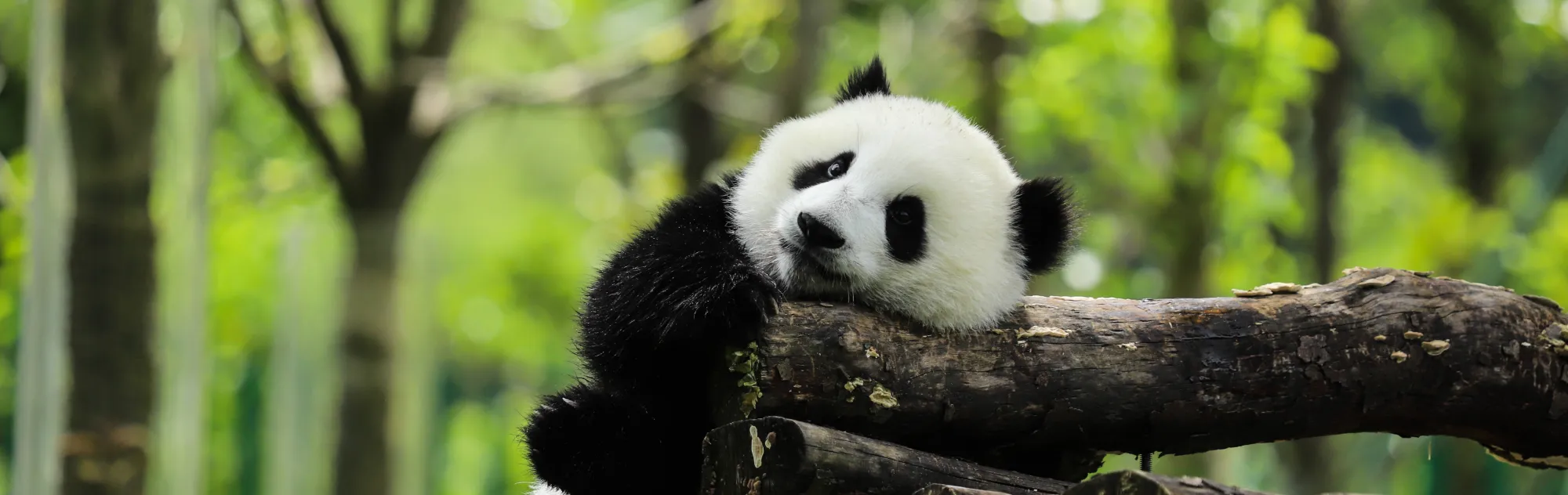 Panda in Chengdu head