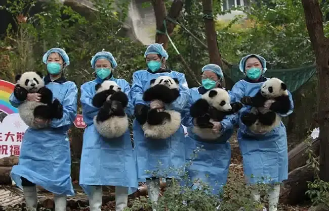 Pandas in Chengde Panda Base