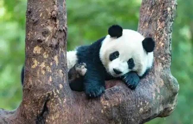 Pandas in Chengdu Research Base of Giant Panda Breeding