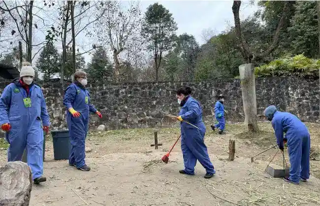 Panda Volunteer Program at Dunjiangyan Panda Base