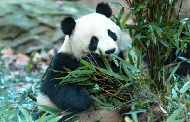 Pandas in Chengdu Panda Base