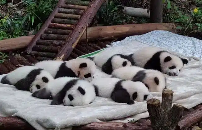 Baby pandas in Chengdu Panda Base