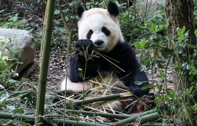One Day Chengdu Essence Tour