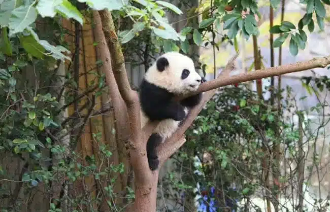 Chengdu Research Base of Giant Panda Breeding