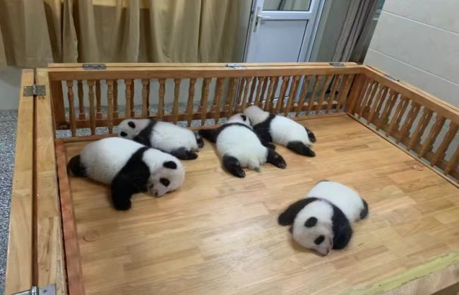 Baby pandas in Chengdu Research Base of Giant Panda Breeding