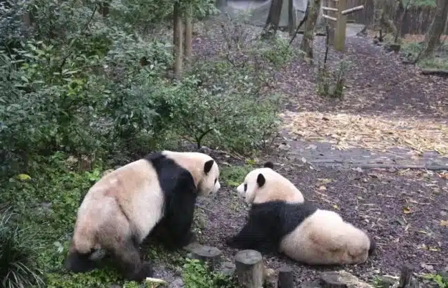 Chengdu Research Base of Giant Panda Breeding