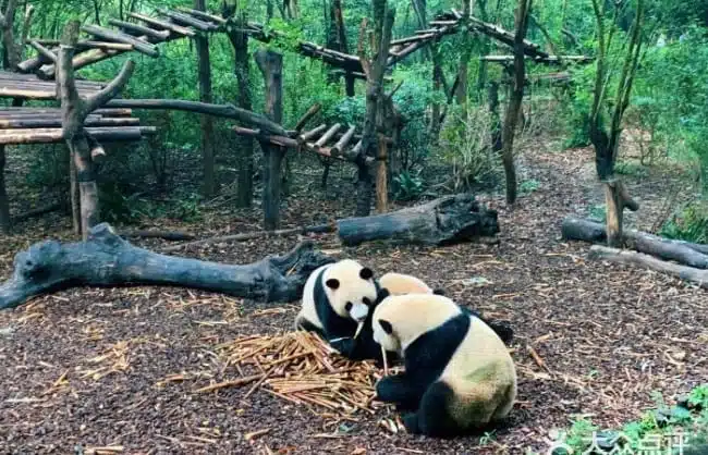 Chengdu-Chengde Panda Base