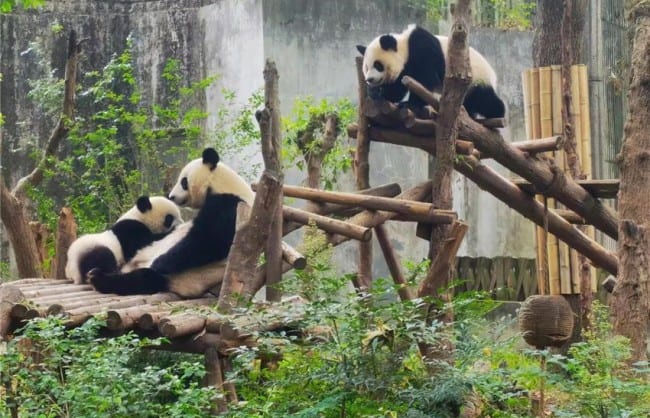 Pandas in Chengde Panda Base