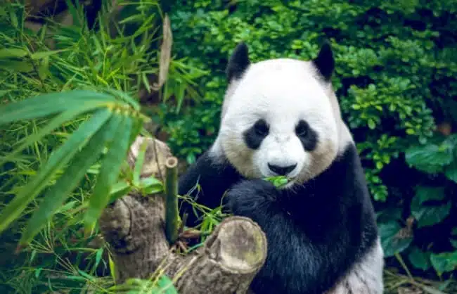 How to Plan a Chengdu Trip: More Than Just Pandas and Hotpot