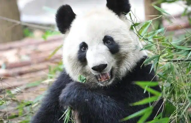 Pandas in Chengde Panda Base