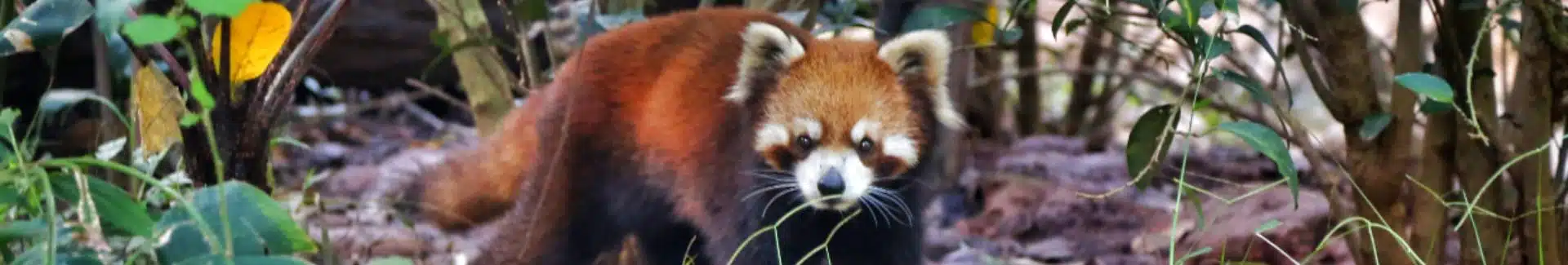Xiaowazi head