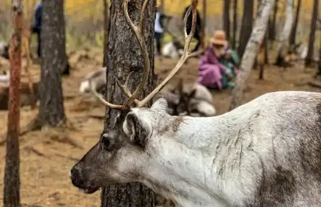 Get close to reindeer at Aoluguya Reindeer Tribe