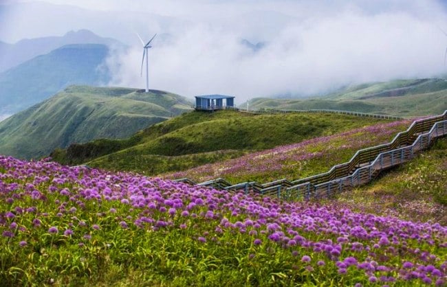 Guizhou Chives Lawn