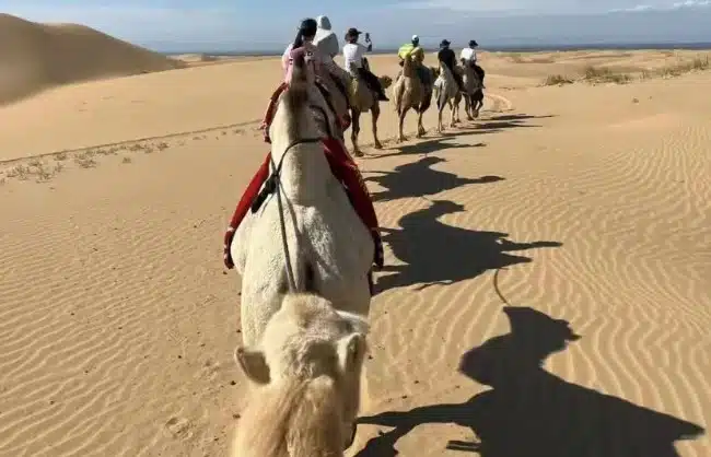 Inner Mongolia Kubuqi Desert