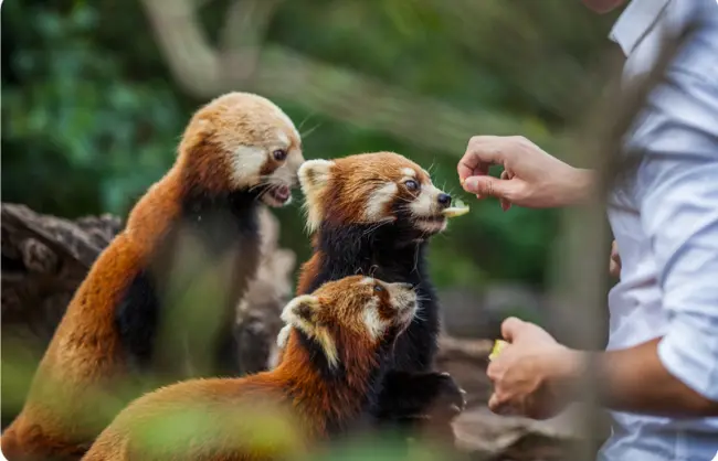 Yunnan Puer Taiyanghe Forest Park