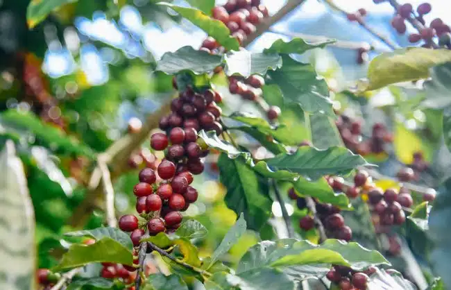 Pu'er-Xiaowazi Coffee Manor Yunnan