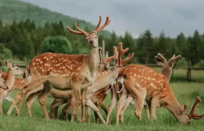 Reindeers in Oruguya Evenki Ethnic Tribe in Inner Mongolia