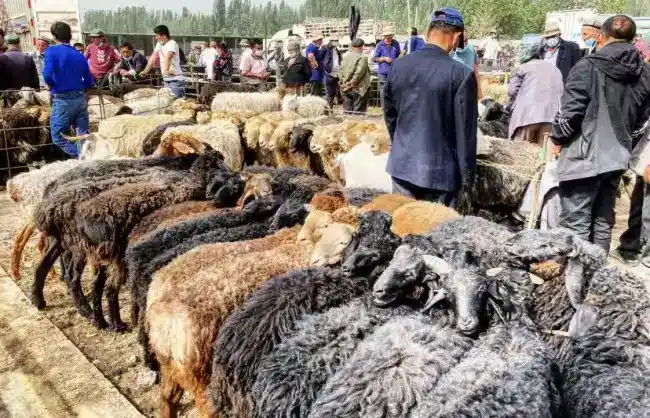 Sunday Livestock Market in Kashgar