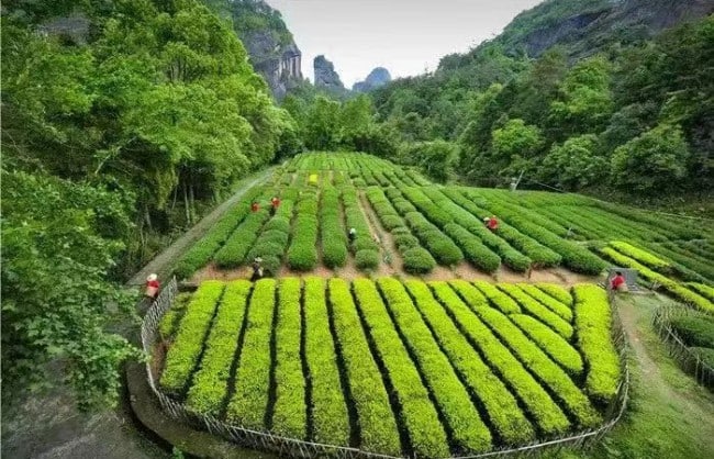 Wuyi Mountain Dahongpao Scenic Area