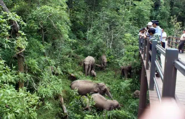 Xishuangbanna Wild Elephant VAlley Yunnan