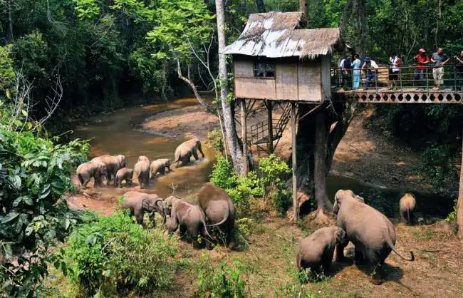 Xishuangbanna-Wild Elephant Valley Yunnan