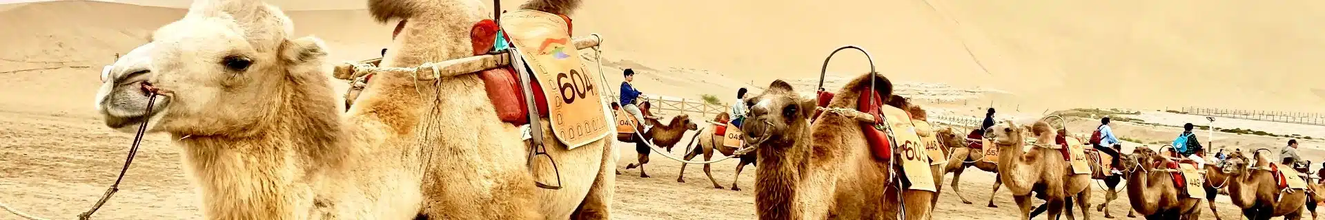 Silk Road camel riding