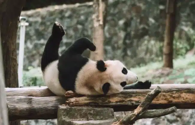 China panda tour in Chengdu