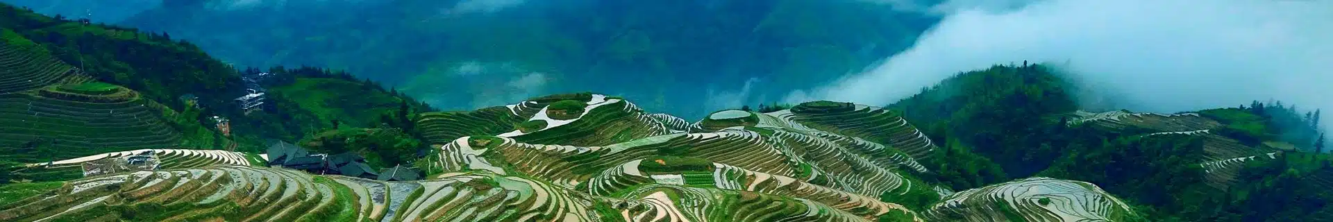 Guangxi Longji Rice Terraces head