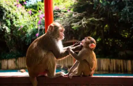 5 Days Sanya Classic Private Tour for Culture, Wildlife and Rainforest
