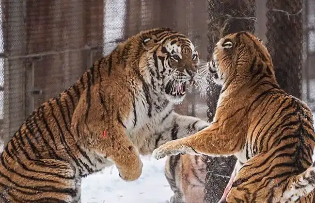 Harbin Siberian Tiger Park