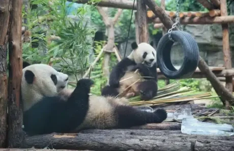Pandas in Beijing Zoo