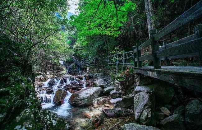 Ruoliao Primitive Forest Scenic Area