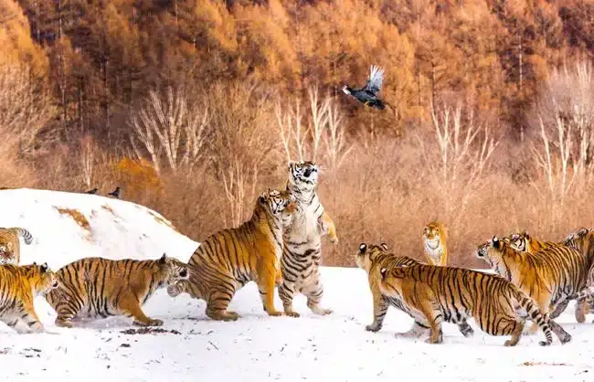 Harbin Siberian Tiger Park