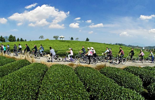 Songyang Damushan Tea Garden