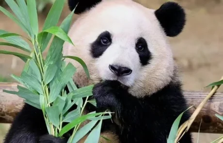 2 Days Chengdu Panda Tour