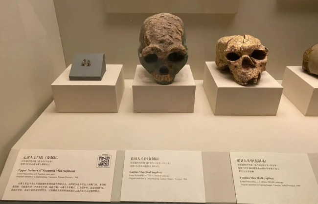 Fossils of early primitive humans in China
